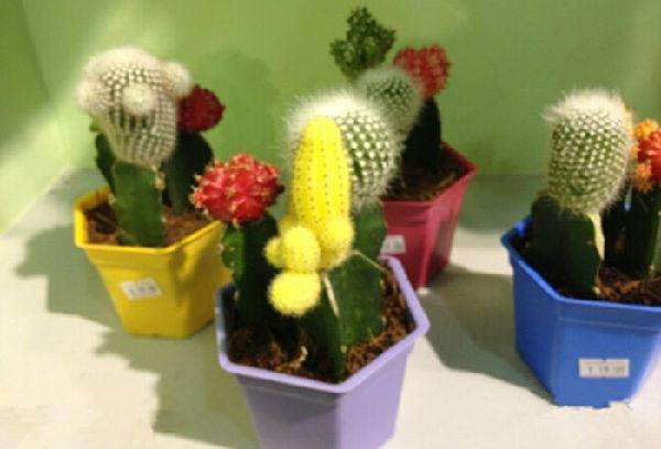 裝修小知識 辦公室花卉綠植該怎么擺放？有哪些注意事項